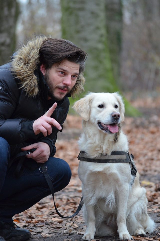 Comment apprendre la marche au pied sans laisse à son chien