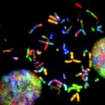 Chromosome en couleurs sur fond noir pour un test adn