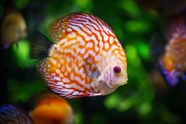 nourrir un poisson rouge