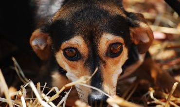 chiens anxieux