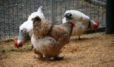 élevage de poules