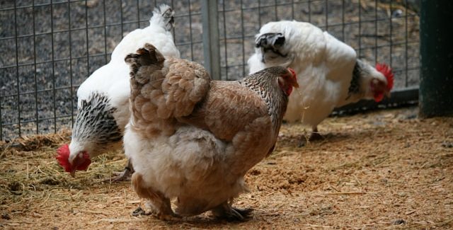 élevage de poules