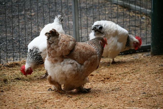 élevage de poules